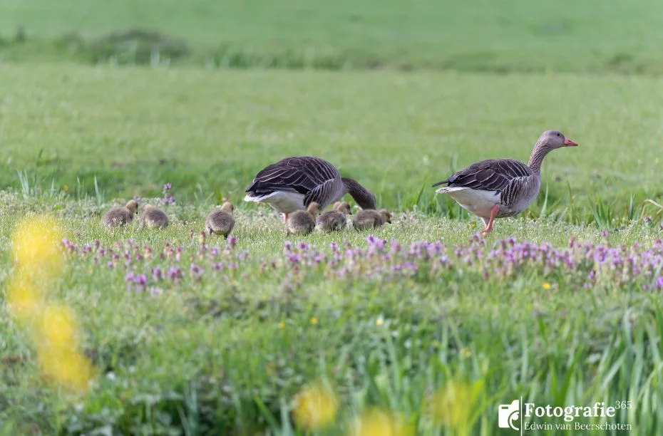 Na het bewerken foto voorbeeld voor kleurcorrectie en color grading - Ganzen lente
