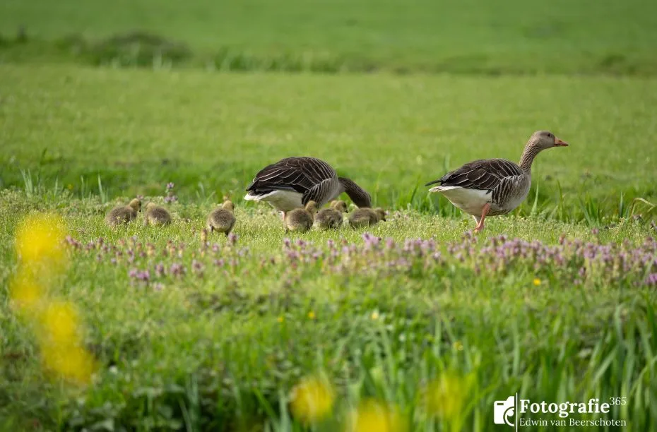 Raw foto voorbeeld voor kleurcorrectie en color grading - Ganzen lente