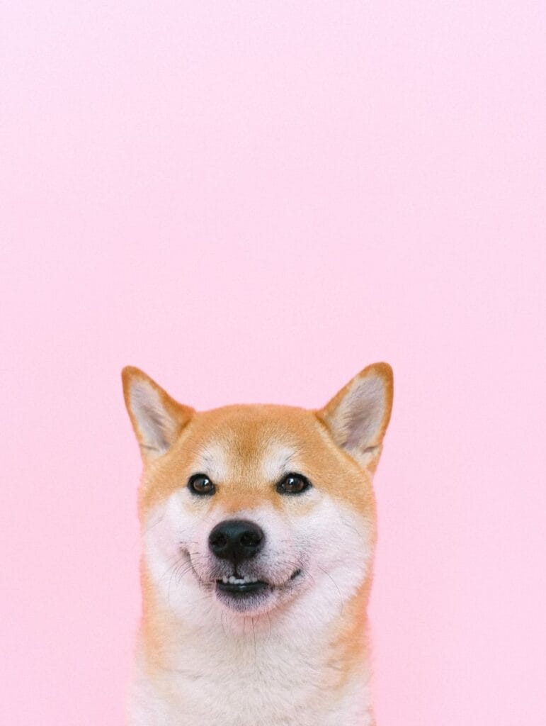 Voorbeeld huisdierfoto hond voor roze scherm