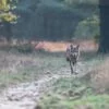 Wolf in Nederland - Foto den Treek Utrechtse Heuvelrug - Edwin (1)
